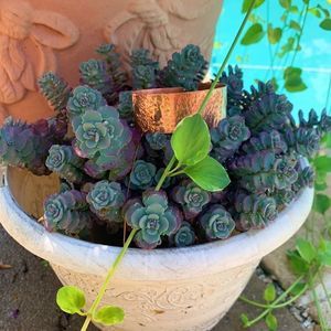 Copper adjustable bangle with hammered texture